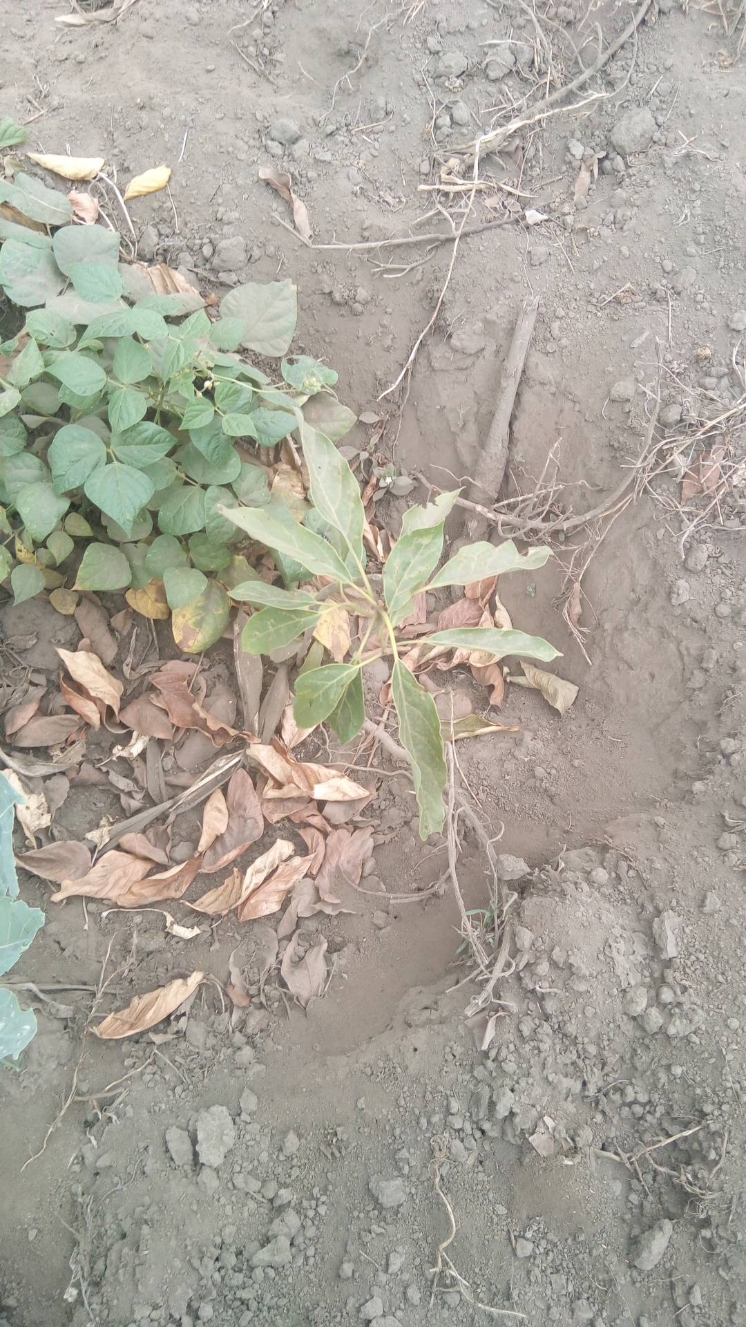 tree