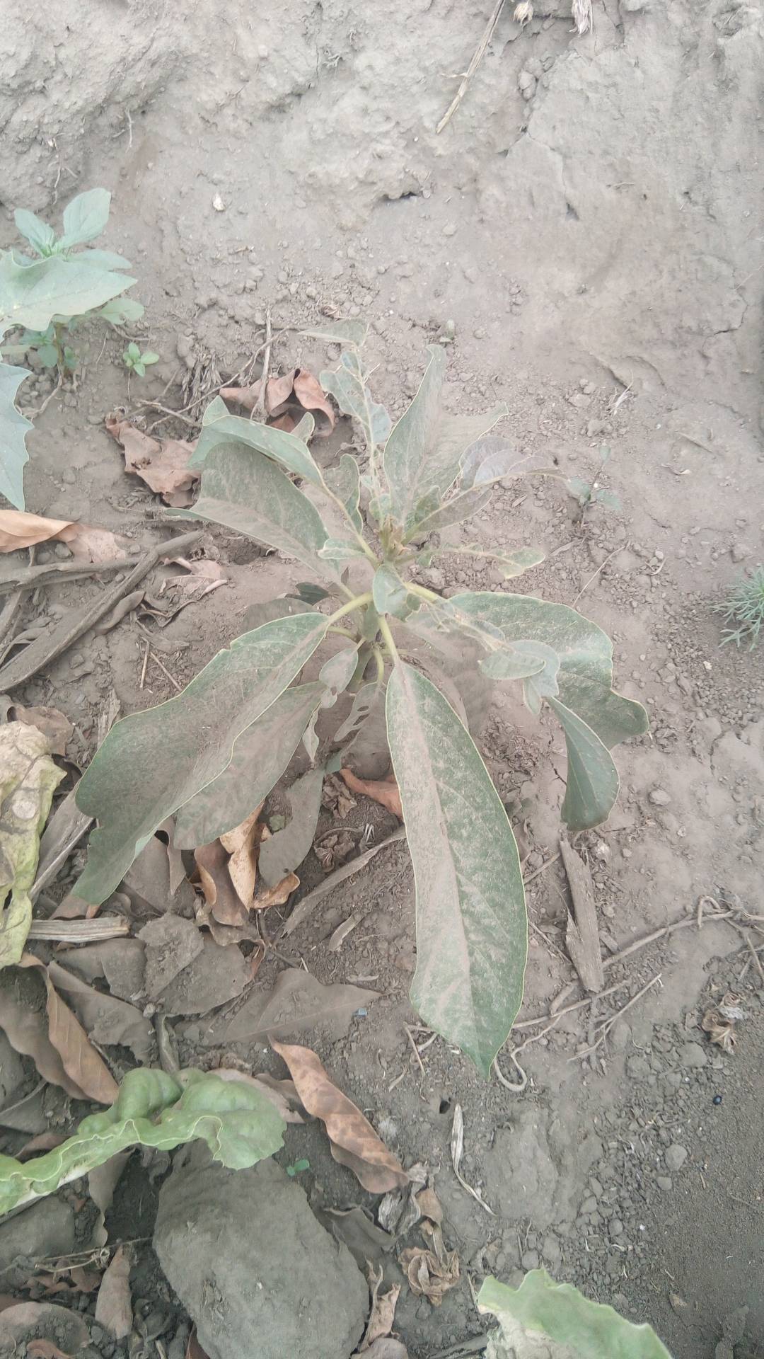 tree