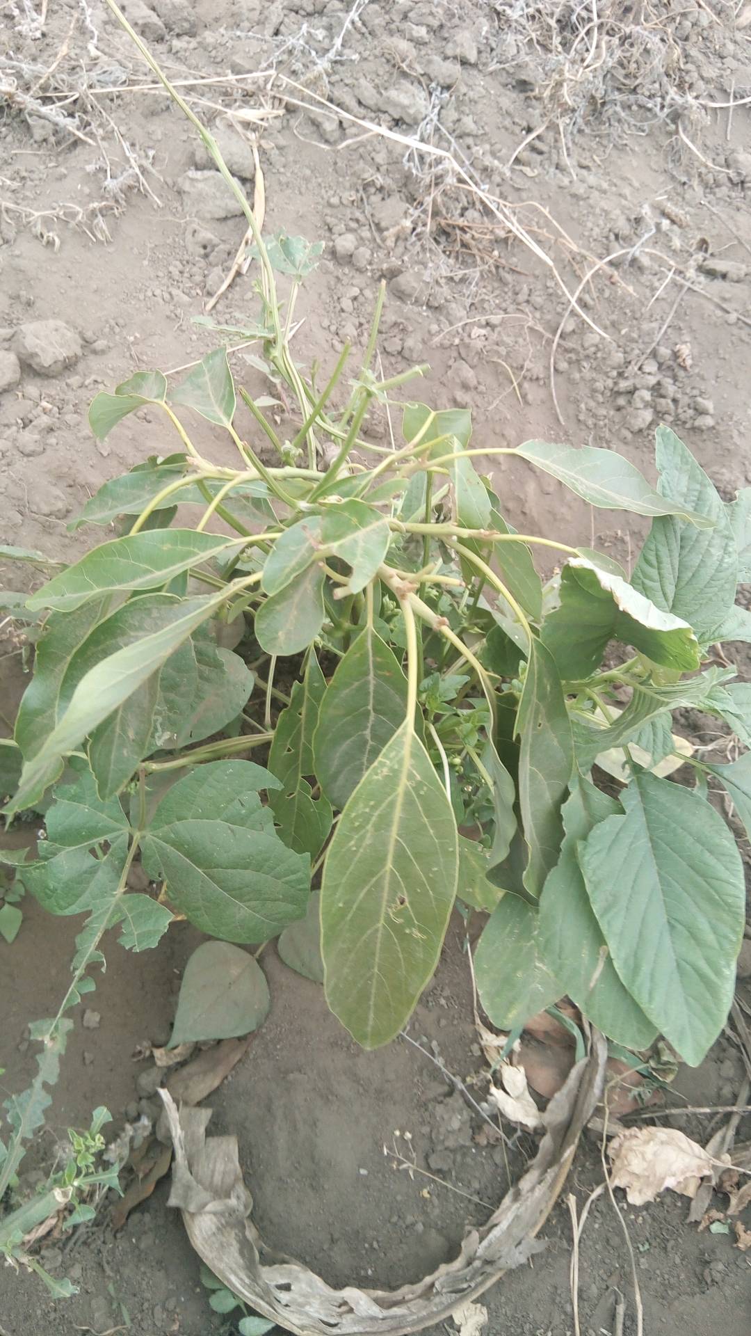 tree