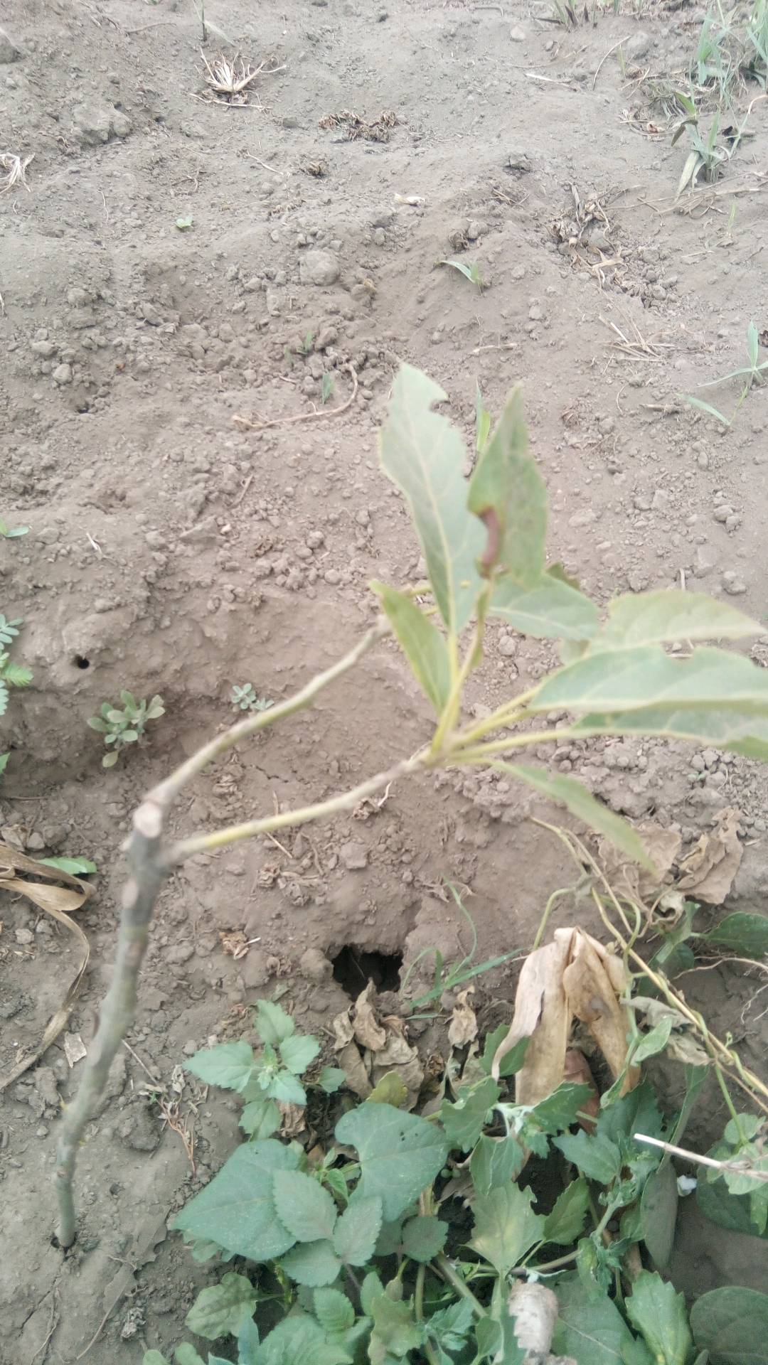 tree