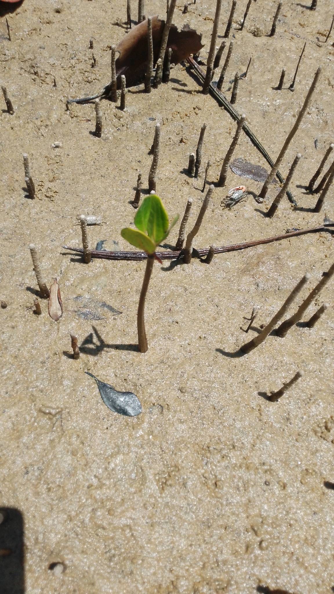 tree