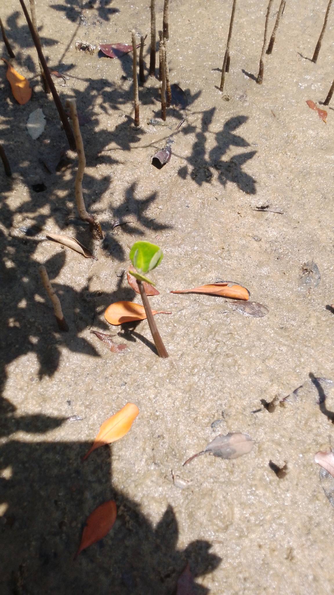 tree