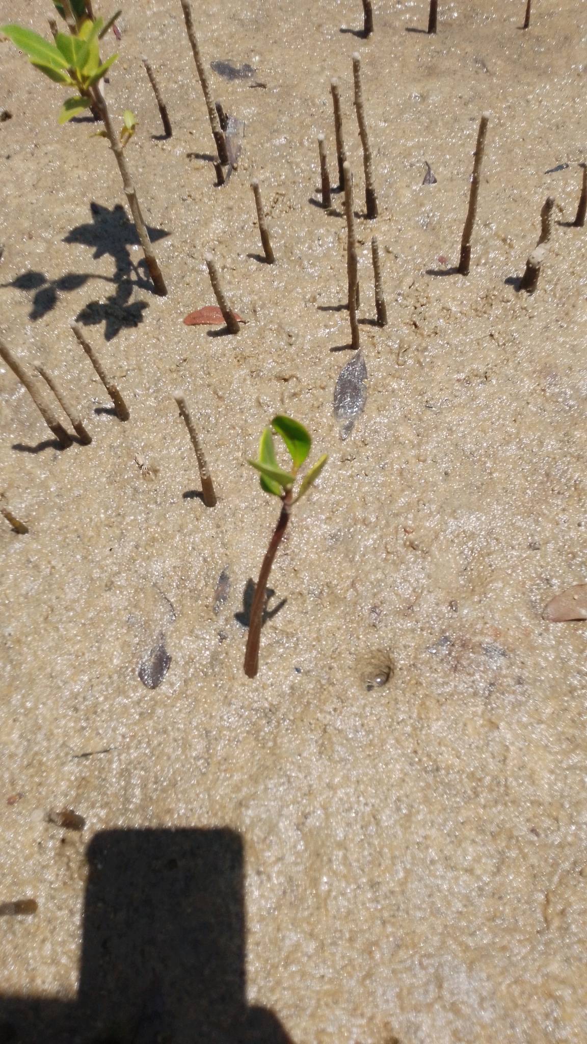 tree