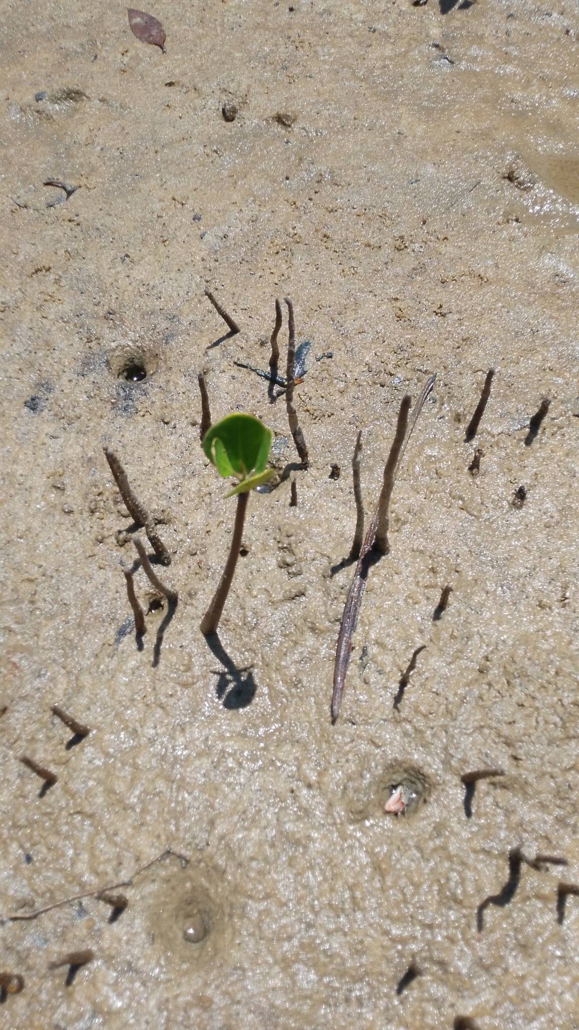 tree